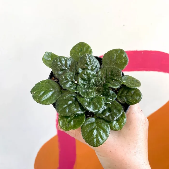 Whirlpool Plant – Petrocosmea ‘Moro de Moso’ – Welsh Grown