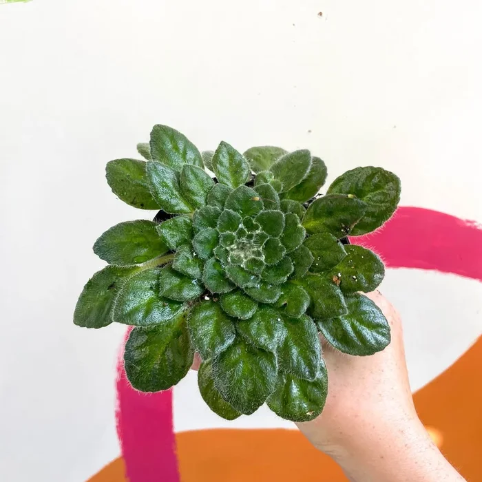 Whirlpool Plant – Petrocosmea cryptica ‘Whirlpool’ x sericea – Welsh Grown