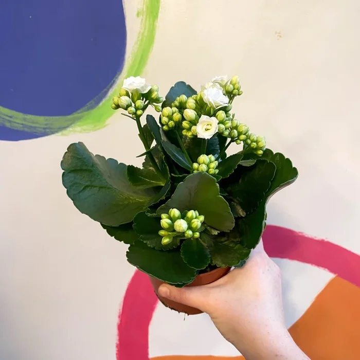 White Flaming Katy – Kalanchoe blossfeldiana