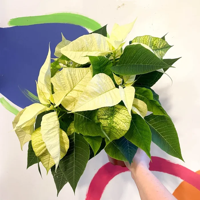 White Poinsettia – Euphorbia pulcherrima – British Grown