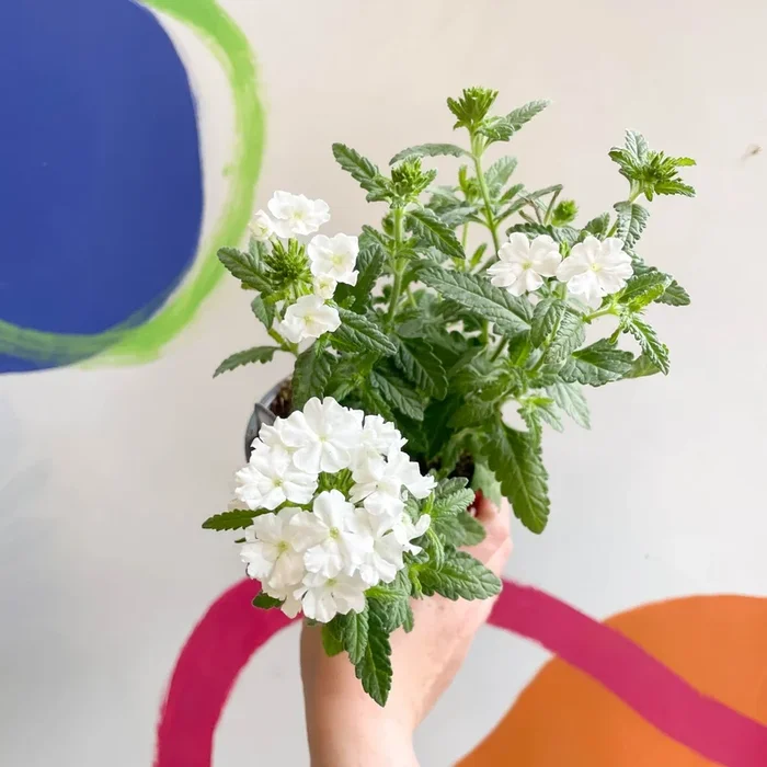 White Verbena ‘Showboat White’ – British Grown