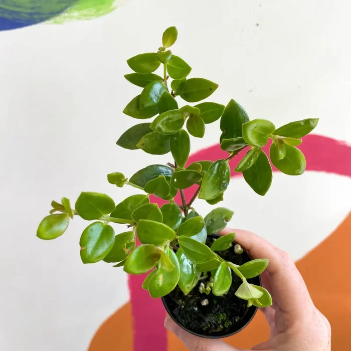 xCodonatanthus ‘Tambourine’ – Welsh Grown