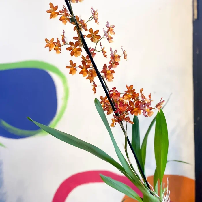 xColmanara – Orange Cambria Orchid