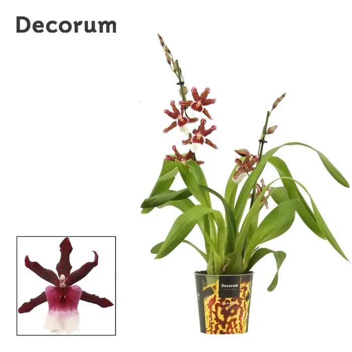 xMiltonidium ‘Renaissance Grandeur’ – Cambria Orchid