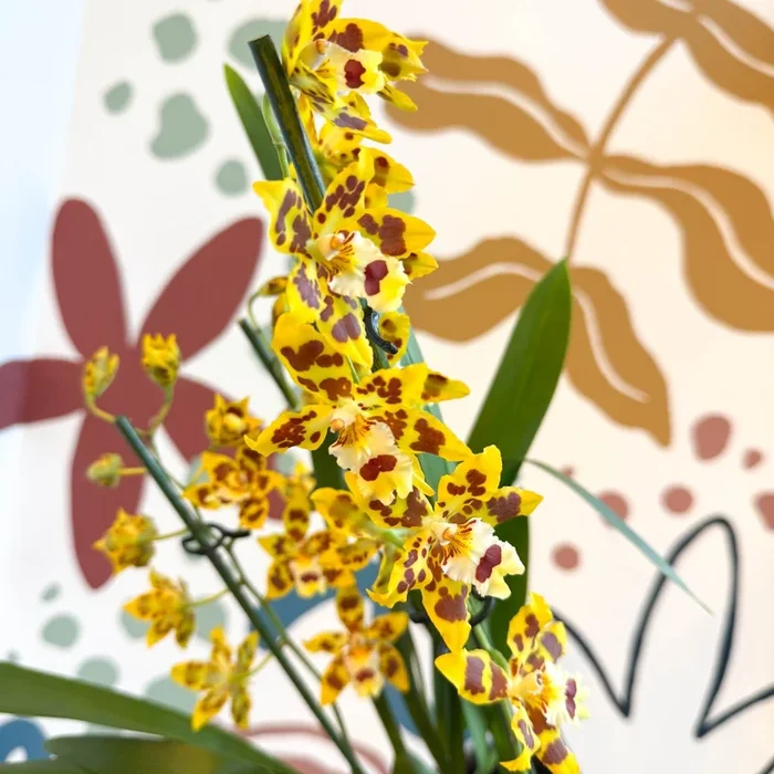 xOdontoglossum – Cambria Hybrid Orchid ‘Remember Burkhard Holm’