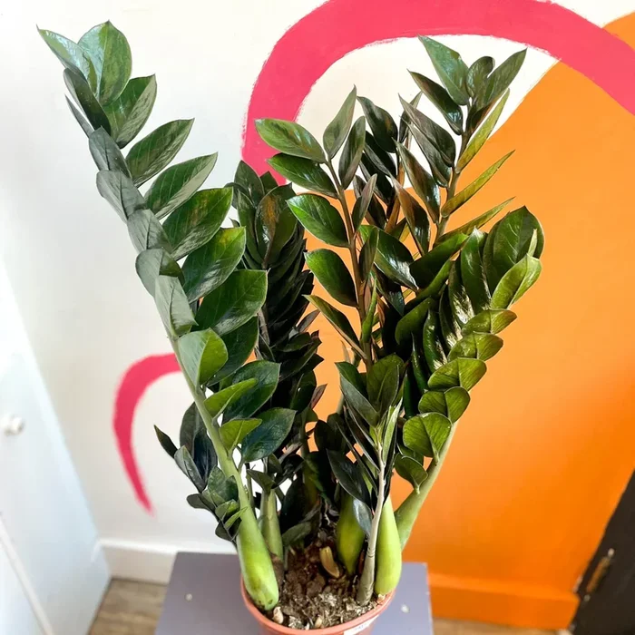 Zamioculcas zamiifolia ‘Super Nova’ – ZZ Plant