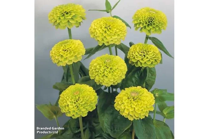 Zinnia Giant Lime Flowering Plants – 15 Garden Ready, Long-Lasting Blooms